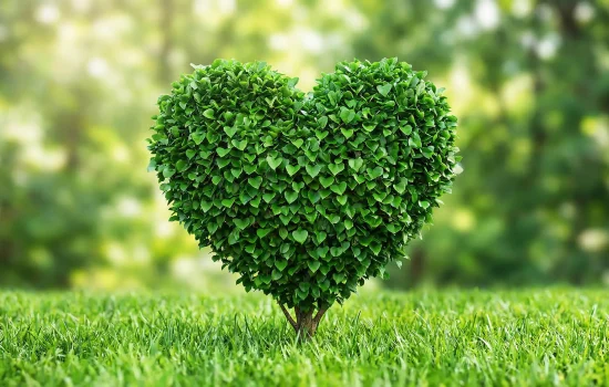 Hedge Cutting Greenock Gourock Inverclyde Hedge Cutting Greenock Gourock Inverclyde