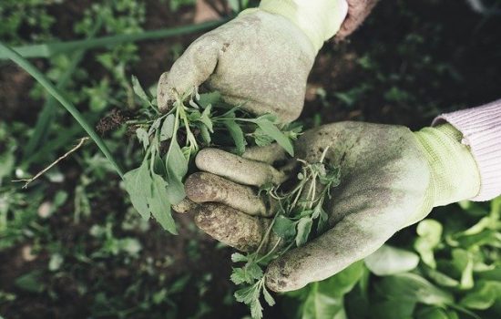 Weed Control & Spraying Inverclyde | Greenock Weed Control & Spraying Inverclyde | Greenock