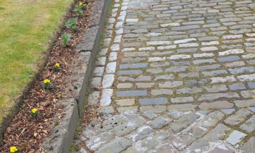 shrub planting (1)