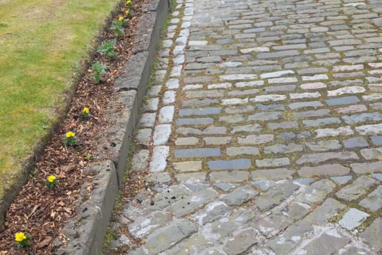 shrub planting (1) shrub planting (1)