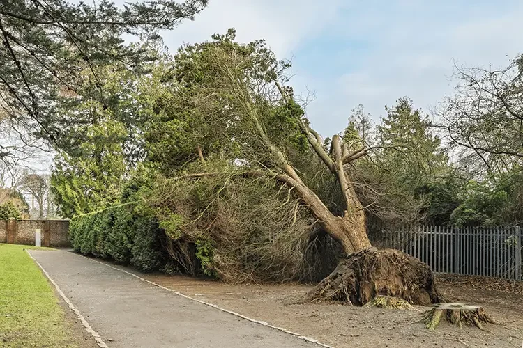 storm tree damage – tree removal (1) storm tree damage - tree removal (1)