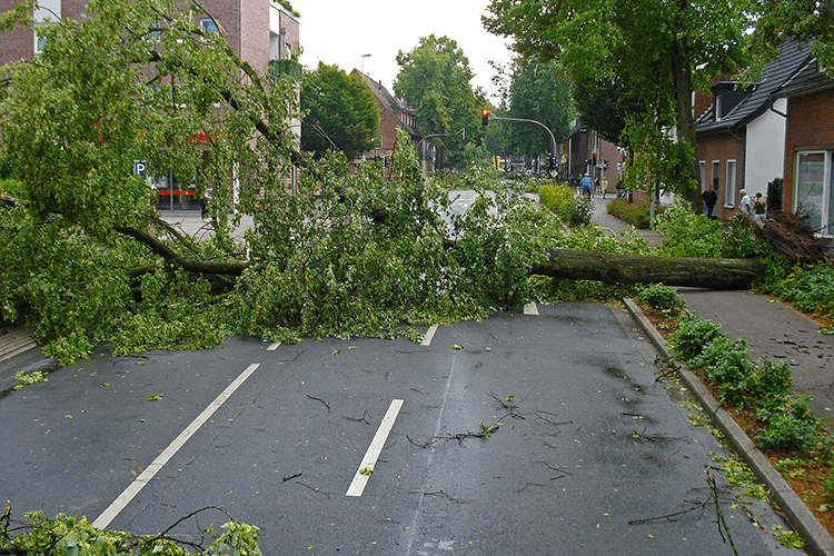 tree removal storm damage greenock inverclyde renfewshire gourock (1) tree removal storm damage greenock inverclyde renfewshire gourock (1)